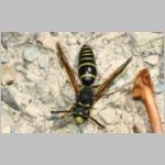 Odynerus spinipes - Gemeine Schornsteinwespe m01 11mm OS-Wallenhorst-Tongrube det.jpg